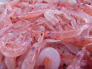 由比漁港 買ったばかりの生桜えびのアップ1