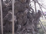山高神代桜の幹のアップ1