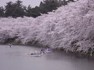 弘前城満開の桜のトンネルを外から見た姿