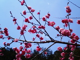 青梅吉野梅郷梅の公園6