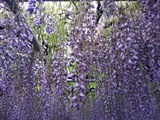玉敷公園藤の花13