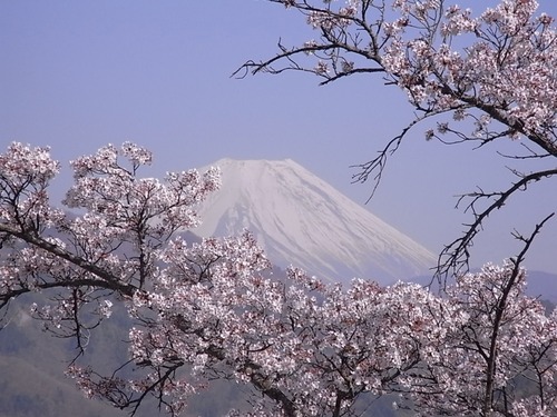 大法師公園の桜