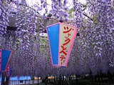 玉敷公園藤の花19