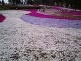 羊山公園の芝桜2