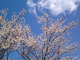 青梅吉野梅郷梅の公園1