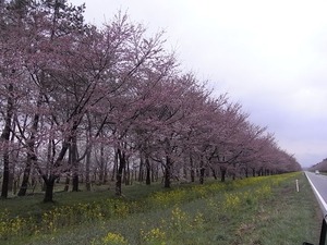 大潟村桜・菜の花ロード 11kmの桜並木 桜が咲き始めているところ