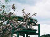 河津桜02