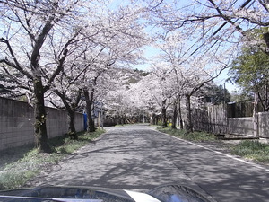 太平山遊覧道路 桜のトンネル1
