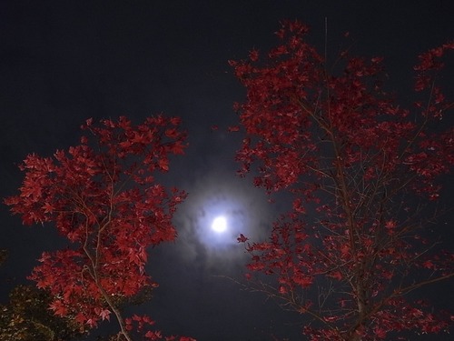月光に照らされる紅葉 国営武蔵丘陵森林公園 紅葉見ナイト グルメなバイクツーリング