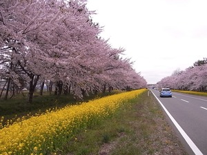 八郎潟11kmの菜の花と桜並木 道の左側