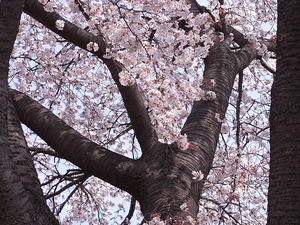 つがの里桜の枝振りアップ