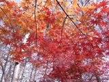 紅葉2