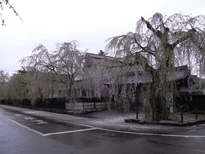 角館 ピークが過ぎてしまった早朝角館樺細工伝承館の枝垂れ桜