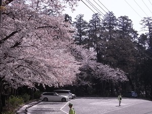 太平山謙信平駐車場を取り囲む桜を上から