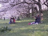 幸手権現堂堤の桜06
