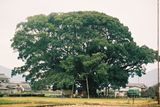 大楠1