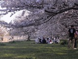幸手権現堂堤の桜04
