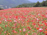 ポピーが満開2