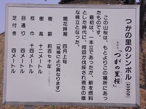 つがの里桜の案内看板