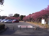 大宮公園梅まつり11