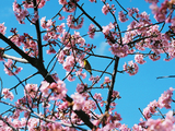 河津桜11