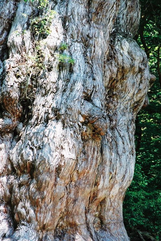 筋肉質な姿で力強さをアピールする70歳 屋久島縄文杉 グルメなバイクツーリング