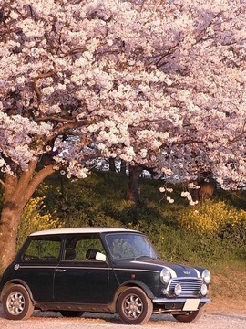 幸手権現堂堤の桜00