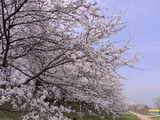 満開の桜並木アップ1