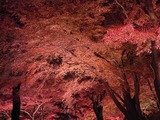 長瀞紅葉ライトアップ08