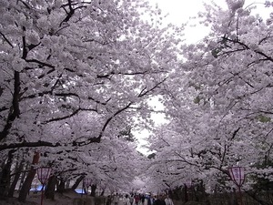 弘前城追手門から入り二の丸に向かう道に咲く満開の桜