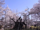 山高神代桜のアップ4