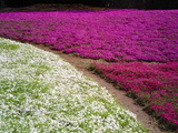 館林フラワーガーデン芝桜16