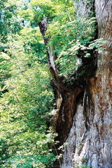 世界自然遺産屋久島の象徴縄文杉005