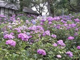あじさい寺25