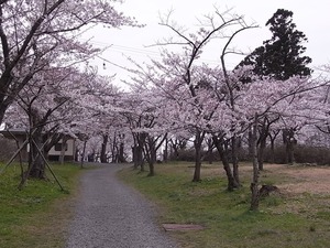 本荘公園満開の桜並木2