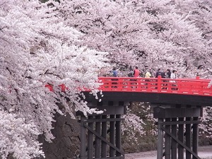 弘前城杉の大橋とその周りの満開の桜