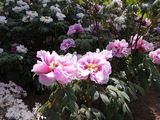 密集しているぼたんの花5