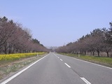 菜の花ロード2