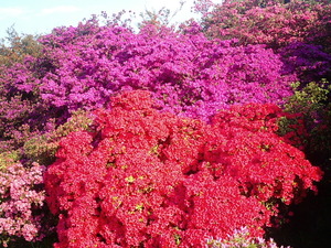 ���ϸ�Ω�ĤĤ��������� �Ȥȥԥ󥯤β֤�餫���������ΤĤĤ�