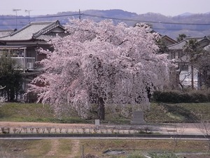 思川土手の桜並木から見る1本桜