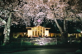 自由学園の夜桜2