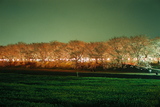 幸手権現堂桜堤1