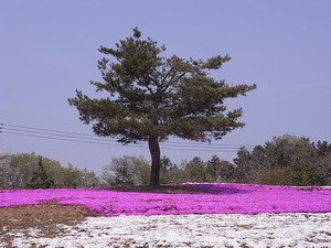 太田市北部運動公園 おおた芝桜まつり 松の木と芝桜
