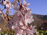イトザクラの花びら