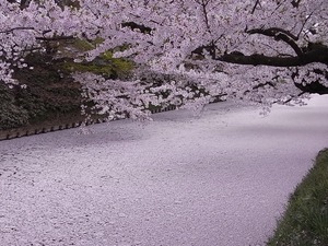 弘前城のお堀を埋め尽くした桜の花びらと桜