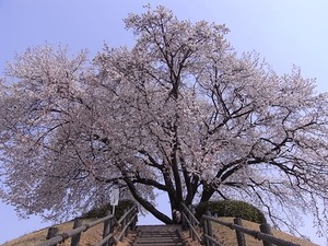 つがの里桜の階段登り口