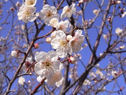 大宮公園梅まつり00