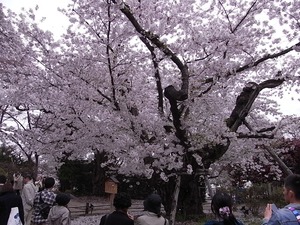 弘前城日本一太いソメイヨシノの中心部