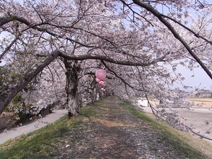 金崎のさくらまつりさらに低い枝振り