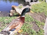 エピナール那須44